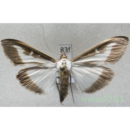 Cydalima perspectalis (Walker, 1859) Ćma bukszpanowa Poland83f